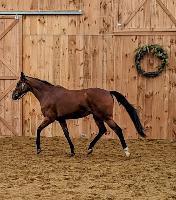 thoroughbred-horse-for-sale