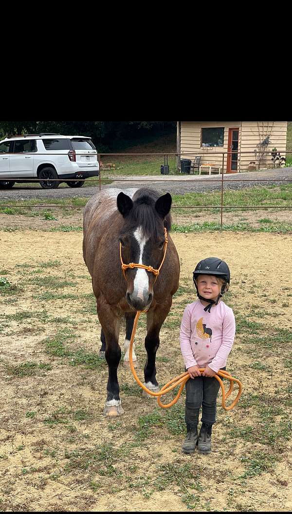 red-roan-roan-companion-pony