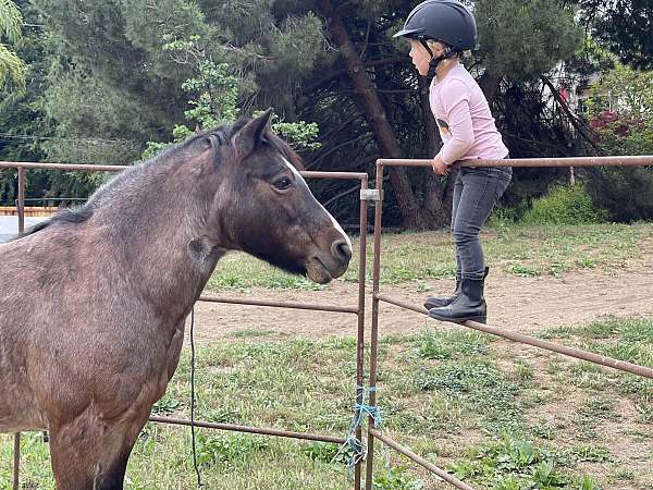 quarter-pony