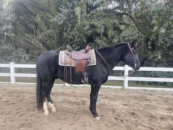 peruvian-paso-gelding