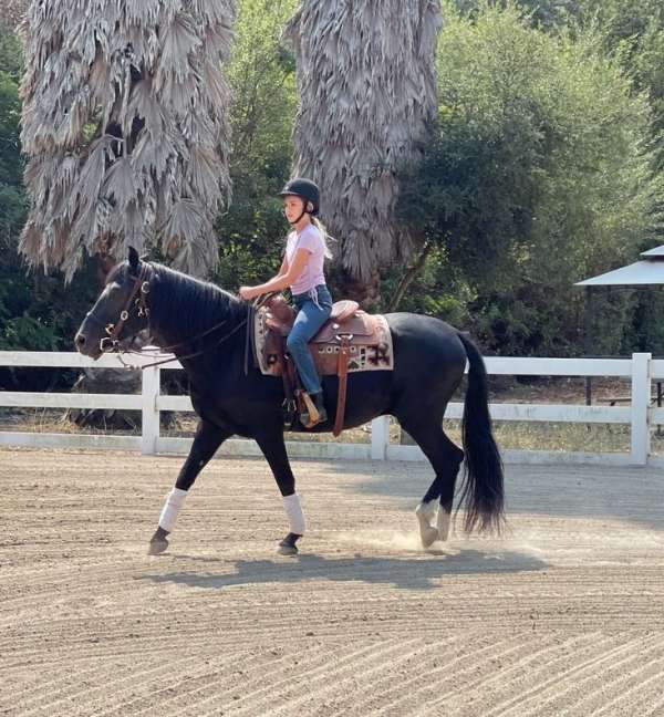 peruvian-paso-gelding