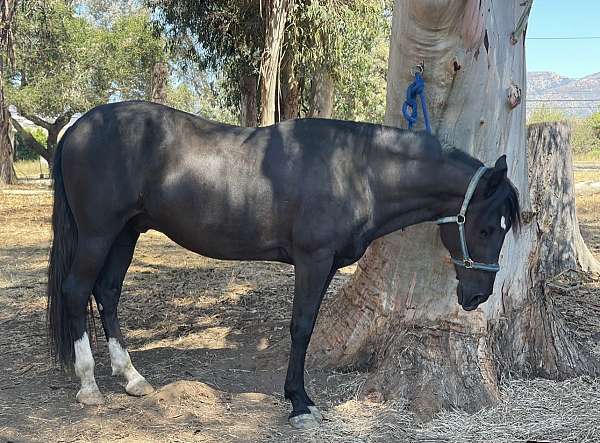 peruvian-paso-horse-for-sale