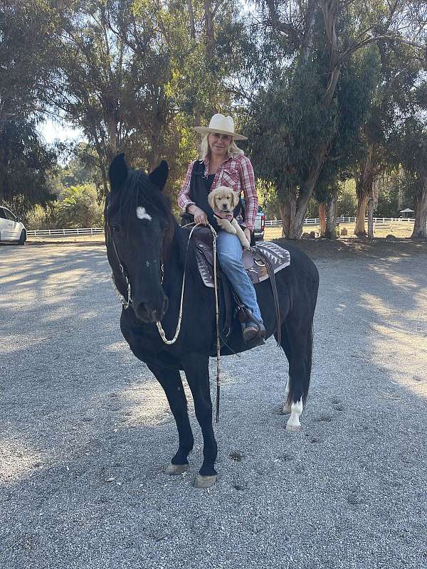 anyone-can-ride-peruvian-paso-horse