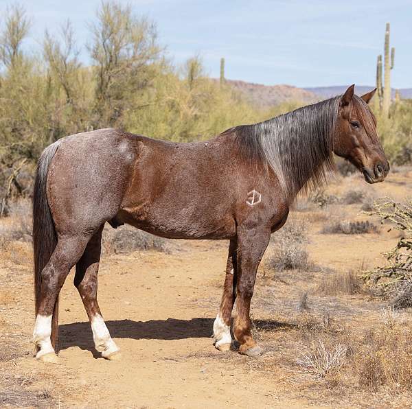 all-around-quarter-horse