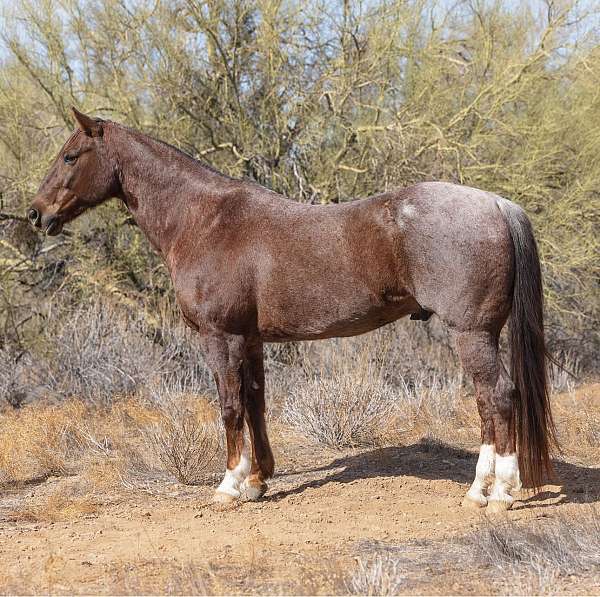 ranch-quarter-horse