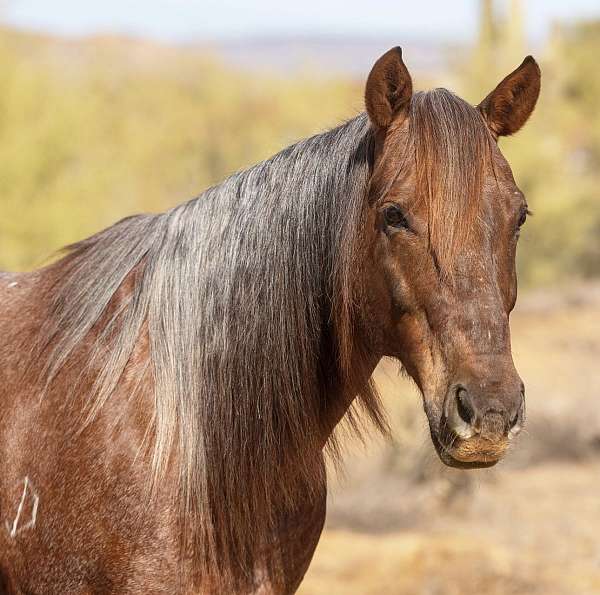 roping-quarter-horse