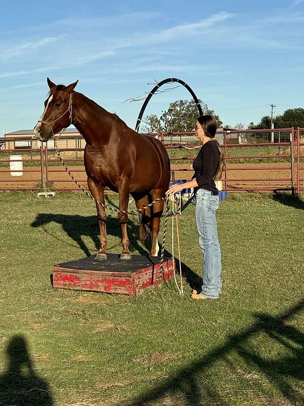 cutting-prospect-quarter-horse