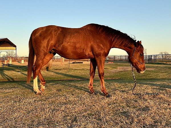 kid-safe-quarter-horse