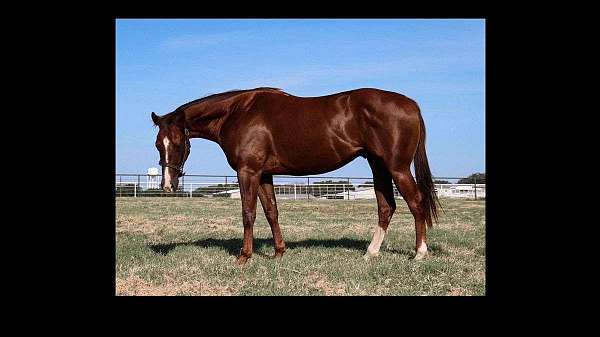 athletic-quarter-horse