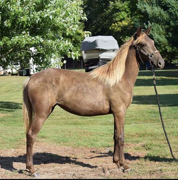 breeding-kentucky-mountain-horse