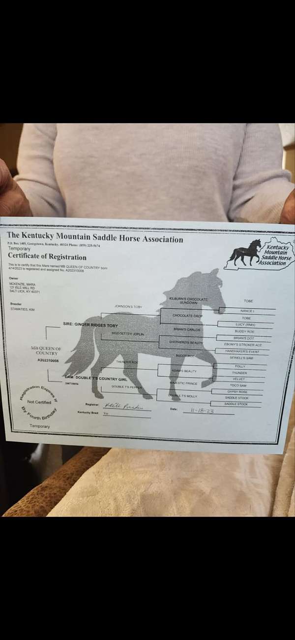 experienced-kentucky-mountain-horse