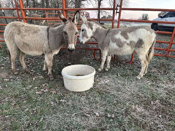 ready-for-a-new-home-donkey