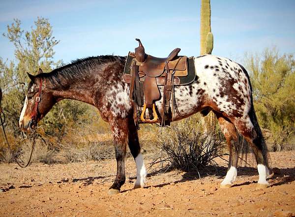 beginner-appaloosa-horse