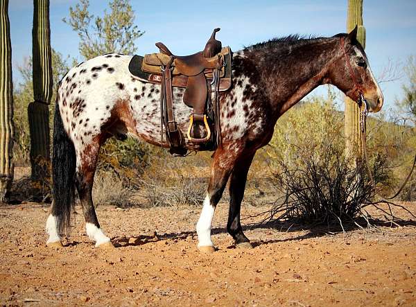 calf-roping-appaloosa-horse