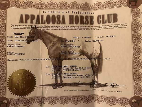 athletic-appaloosa-horse