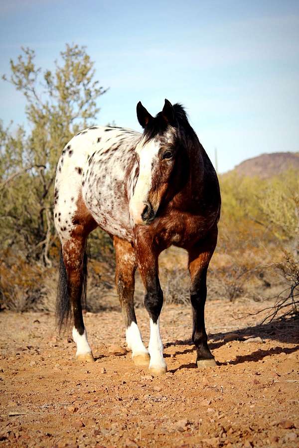 flashy-appaloosa-horse