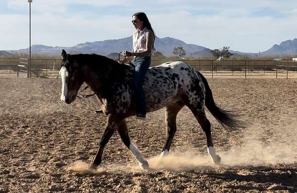 performance-appaloosa-horse