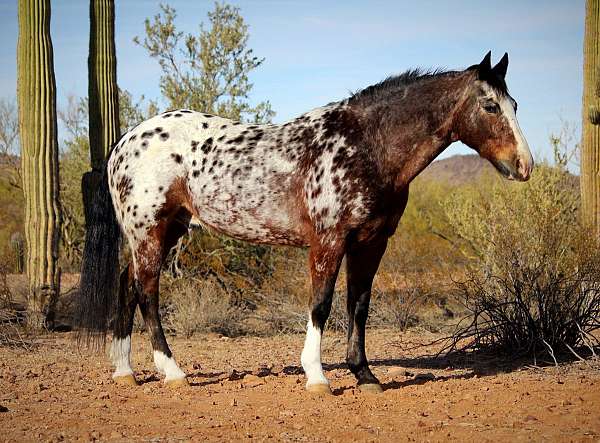 husband-safe-appaloosa-horse