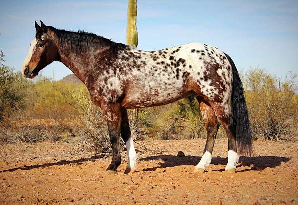 kid-safe-appaloosa-horse