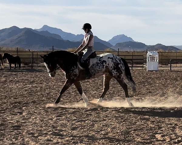 ranch-versatility-appaloosa-horse