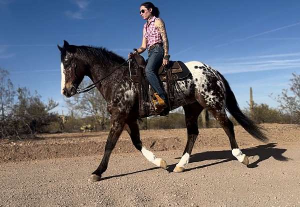 ranch-work-appaloosa-horse