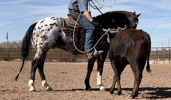 ridden-english-appaloosa-horse