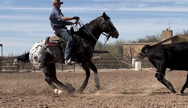 ridden-western-appaloosa-horse