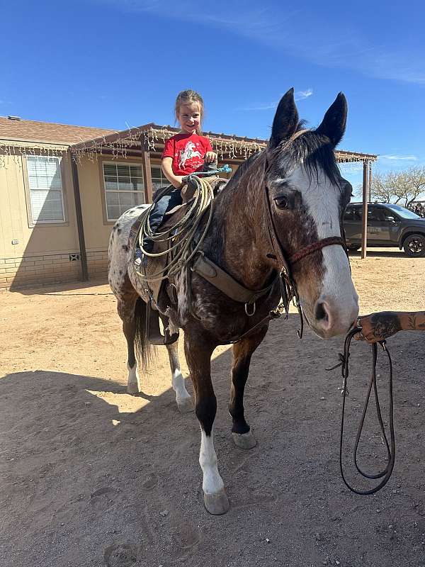 roping-appaloosa-horse