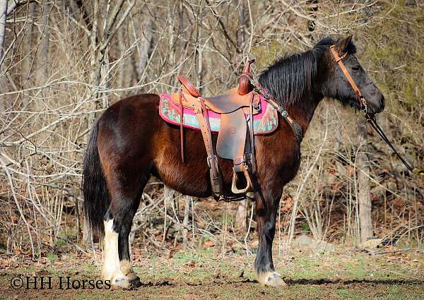 all-around-welsh-pony