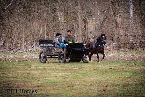 athletic-welsh-pony