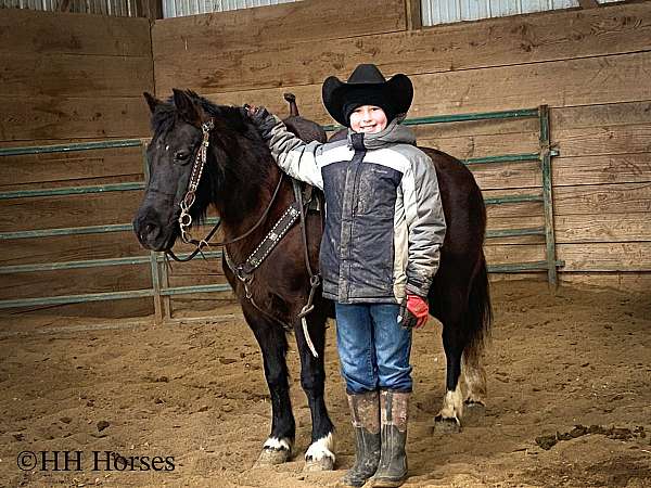 beginner-welsh-pony