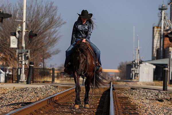 athletic-friesian-horse