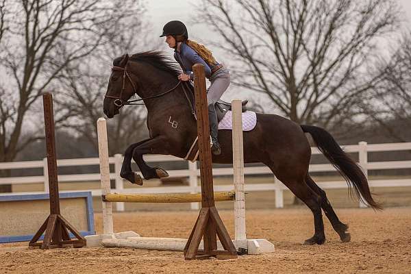 cross-friesian-horse