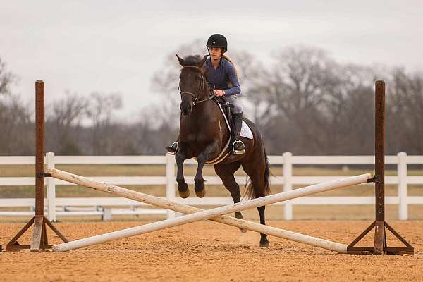 flashy-friesian-horse