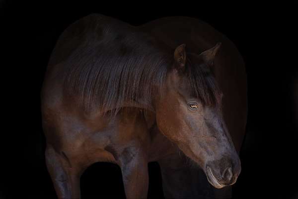 jumping-friesian-horse