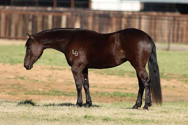 parade-friesian-horse