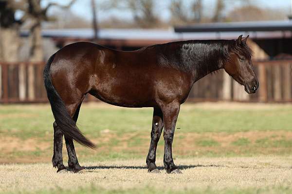 performance-friesian-horse