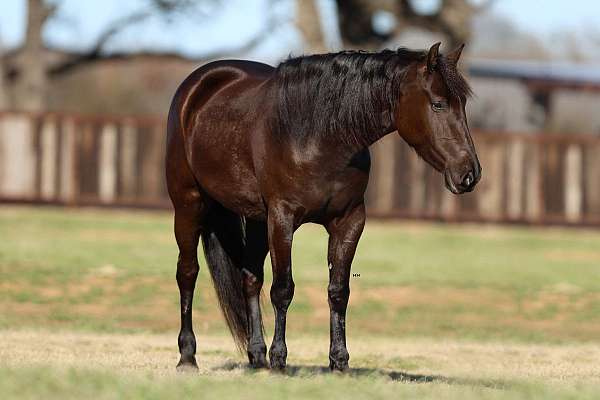 ranch-work-friesian-horse