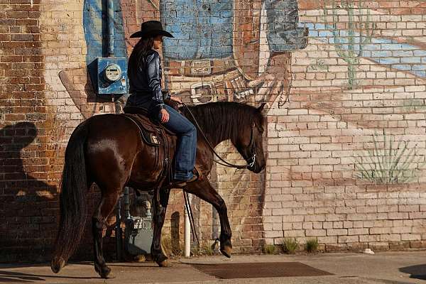 ridden-western-friesian-horse