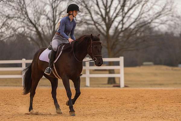 roping-friesian-horse