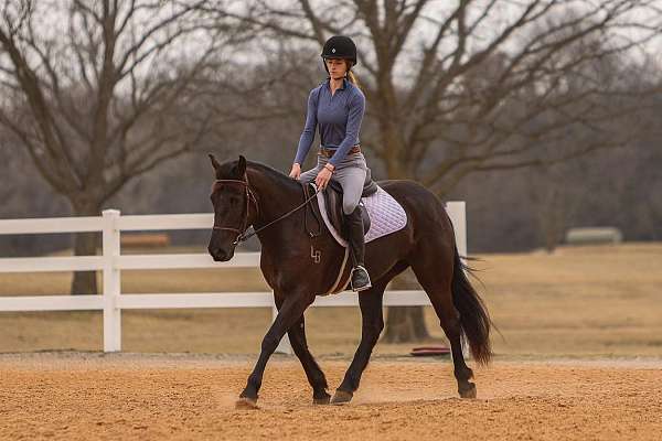 show-friesian-horse