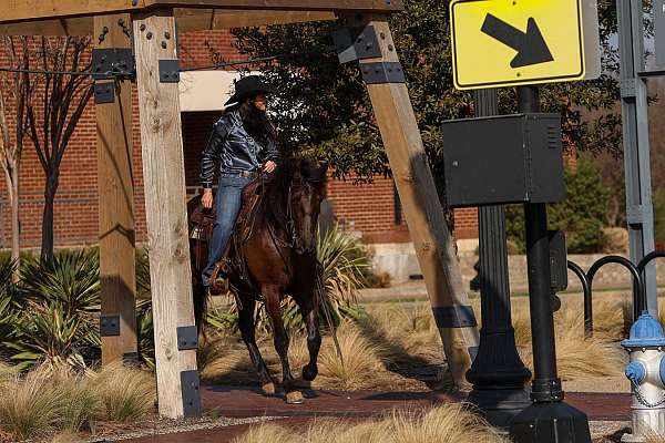 trail-riding-friesian-horse