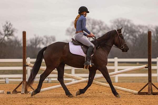 working-cattle-friesian-horse