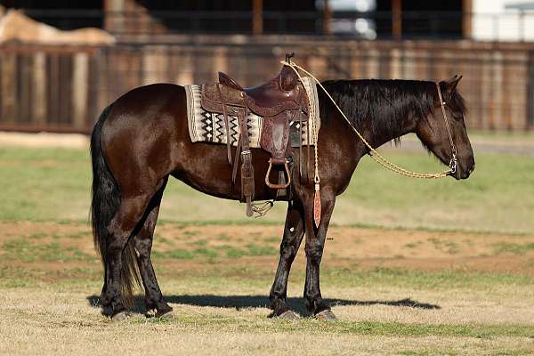 ridden-english-friesian-horse