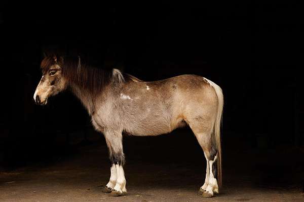 working-cattle-pony