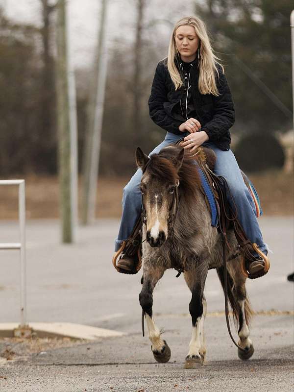 pinto-all-around-horse