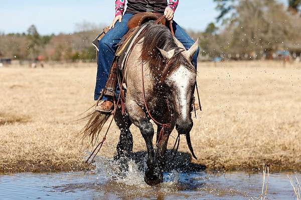 beginner-quarter-horse