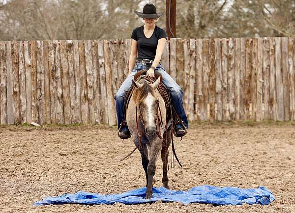 calf-roping-quarter-horse