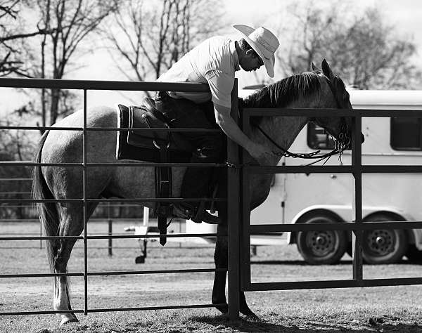 jumping-quarter-horse