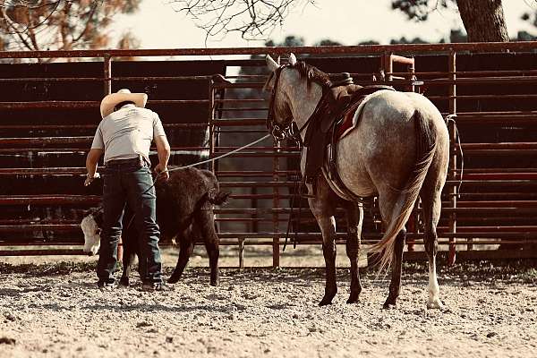 kid-safe-quarter-horse